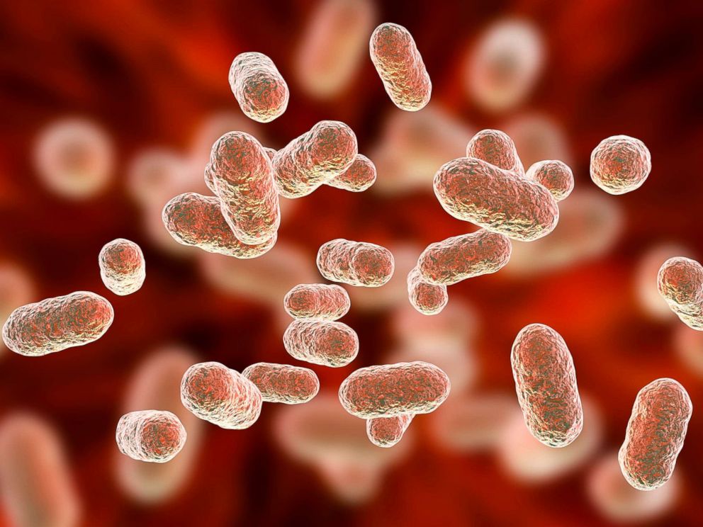 PHOTO: Close-up of bacterium