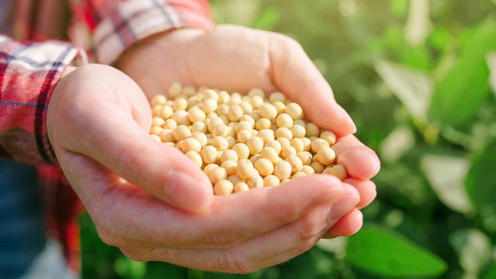 PHOTO: A person holds a handful of soybeans in a cultivated field in this undated stock photo.