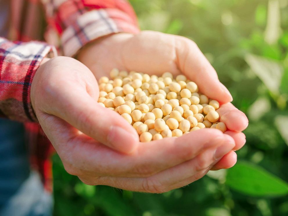 PHOTO: A person holds a handful of soybeans in a cultivated field in this undated stock photo.