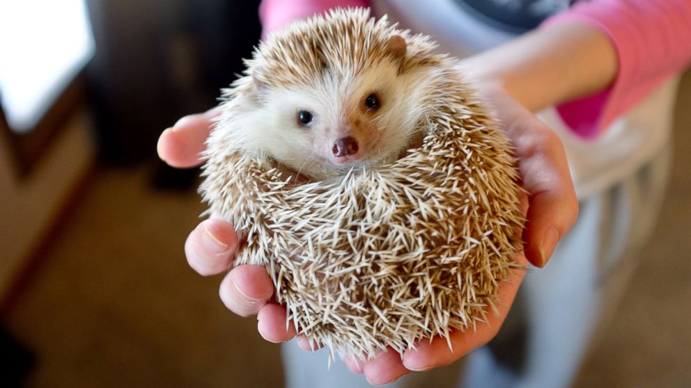 pygmy hedgehog