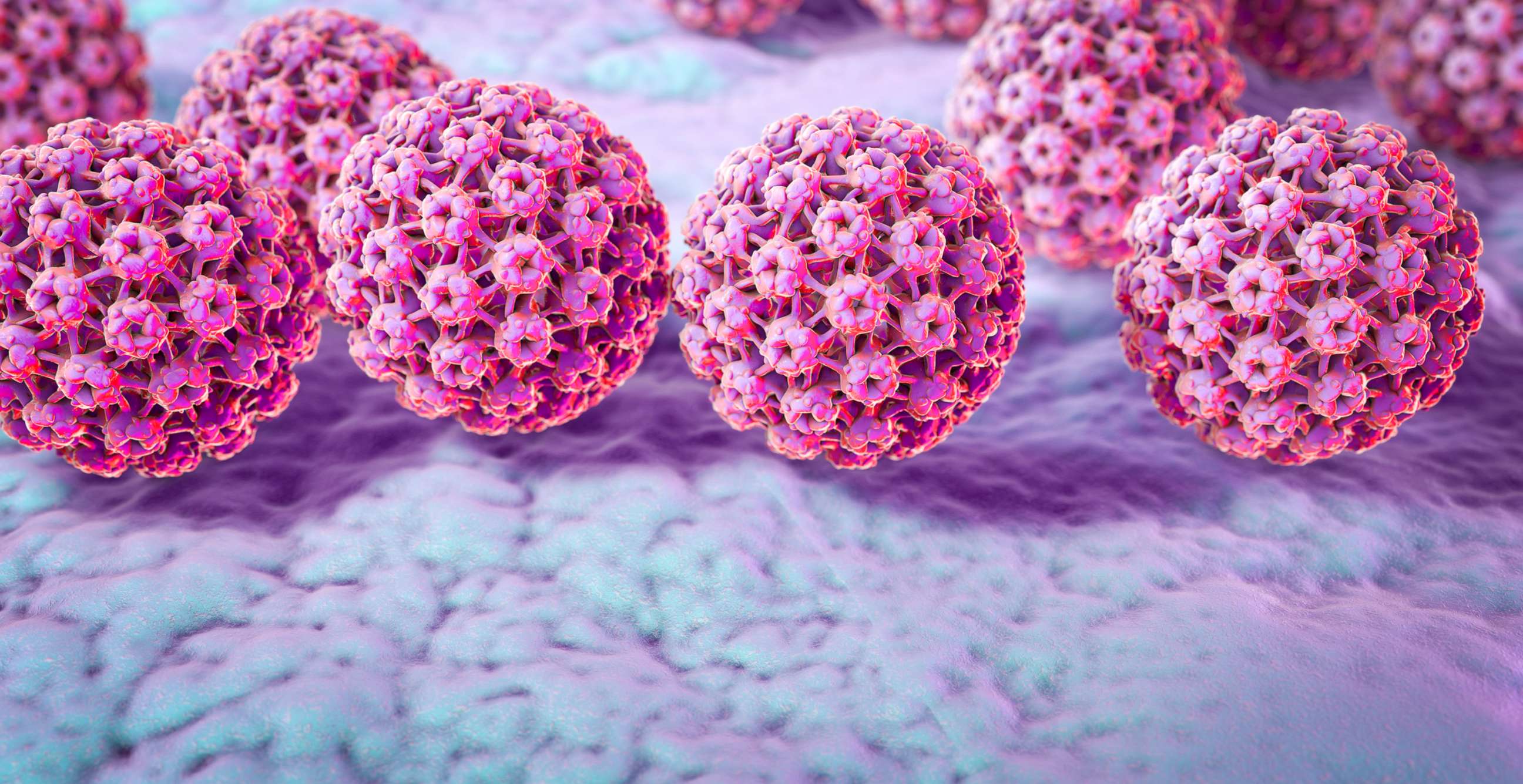 PHOTO: A computer illustration of human papilloma virus (HPV) is pictured in this undated photo.