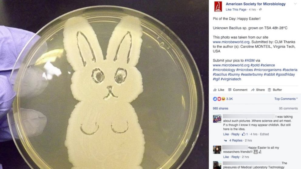A photo of a "bacteria bunny" was posted to the American Society for Microbiology's Facebook page, March 25, 2016. 