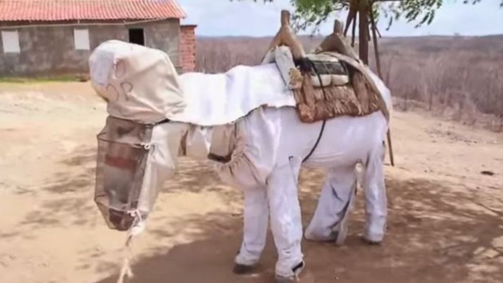 PHOTO: Boneco is thought to be the world’s only beekeeping donkey.