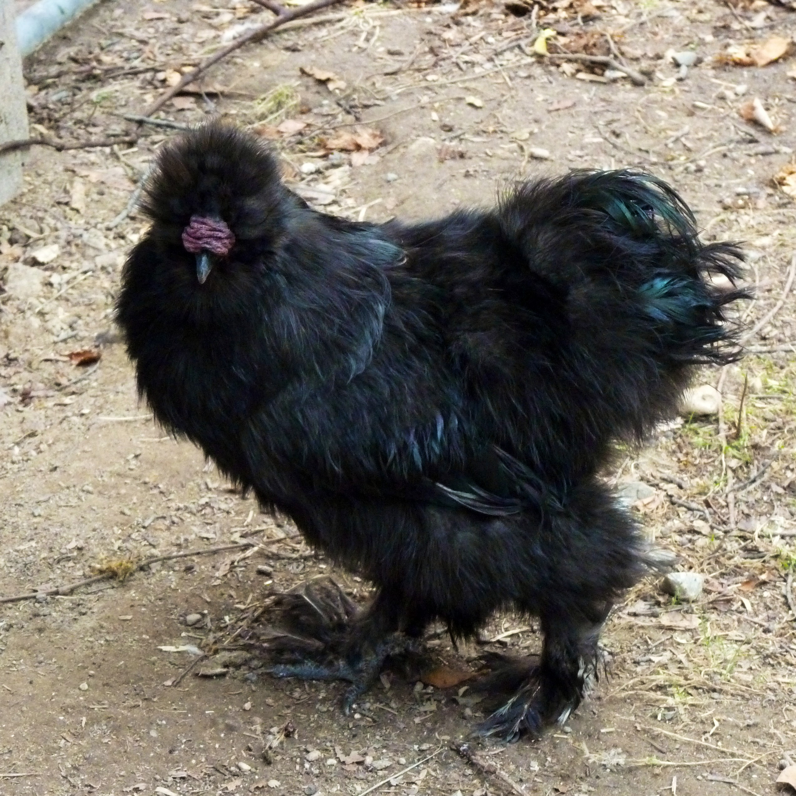 PHOTO: A black silkie rooster is seen in this undated photo. 
