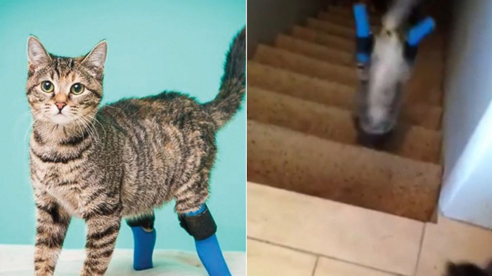 How To Make A Prosthetic Leg For A Cat CatWalls