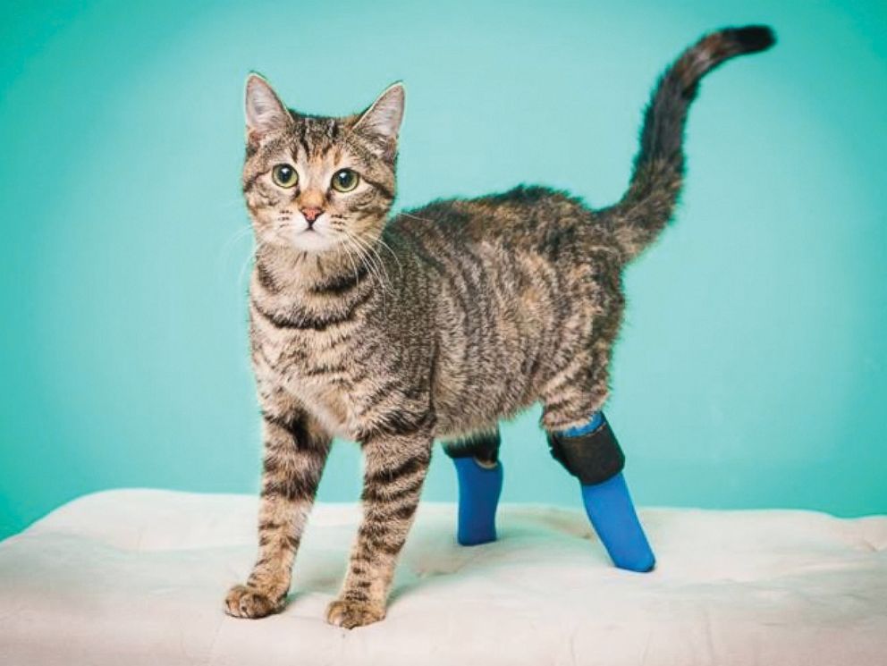 Meet 5 Incredible 'Bionic' Pets With Prosthetic Limbs - ABC News