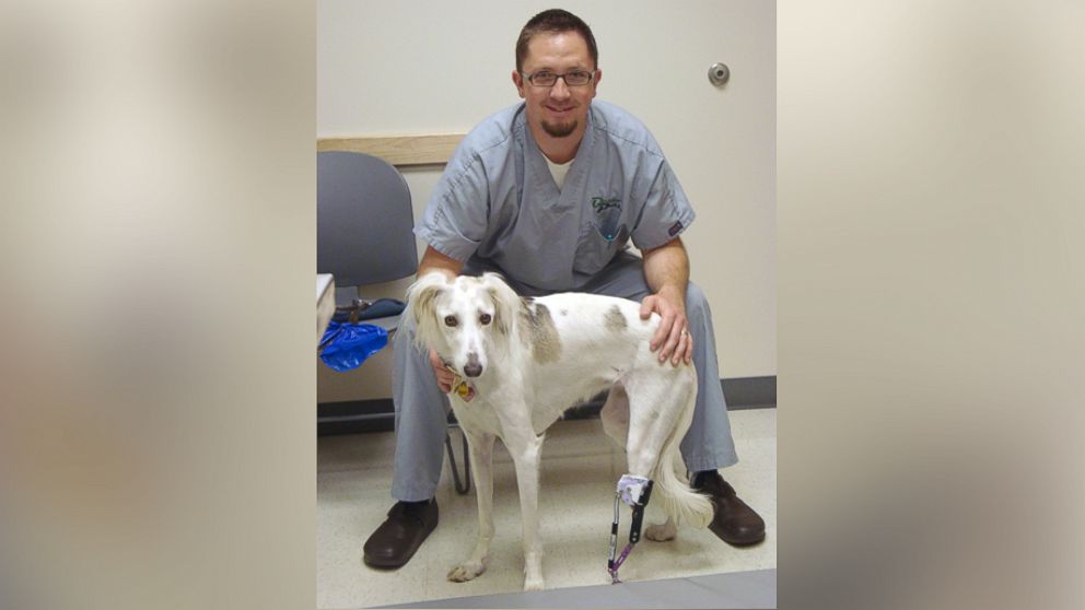 PHOTO: Sally, a 6-year-old Saluki was found in Iraq by an American soldier and was brought to the U.S. for treatment for a damaged hind leg. She received an implant about four years ago. The vegetarian who performed her surgery adopted her. 