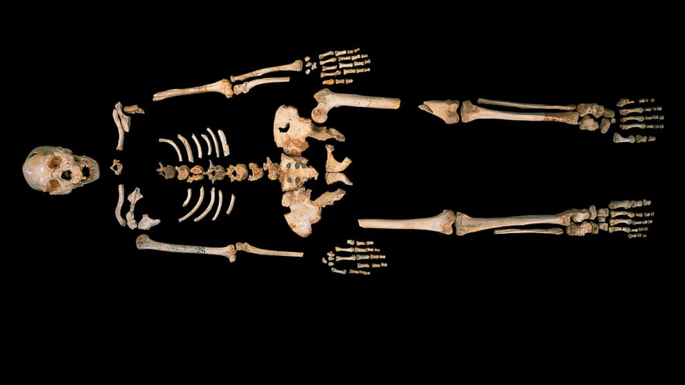 The skeleton of a Homo heidelbergensis from Sima de los Huesos, a unique cave site in Northern Spain.