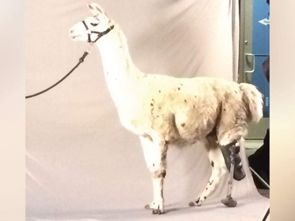 PHOTO: Tripod, a rescue llama, fractured his back left leg and ultimately it was amputated. Now fitted with a prosthetic, he works as a guard llama on an alpaca ranch in Colorado.