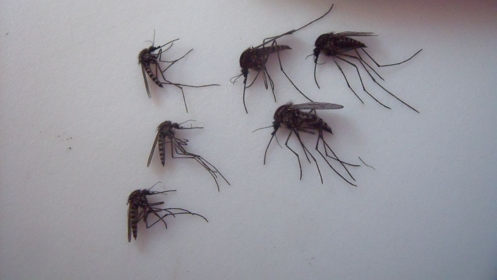 PHOTO: Scientists are investigating how climate change could affect these thriving giant Arctic mosquitoes. 