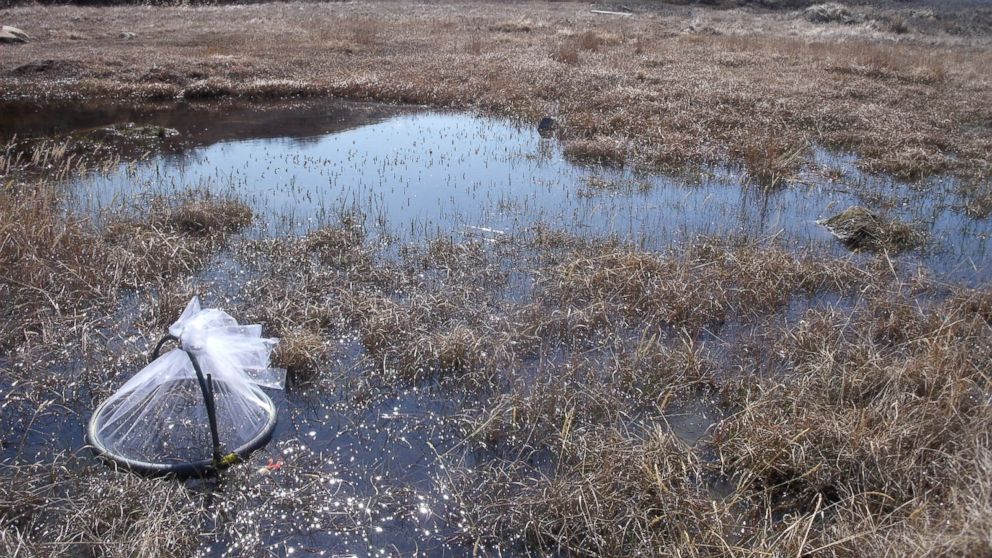 See the Giant Arctic Mosquitoes That Are Thriving in a Changing Climate ...