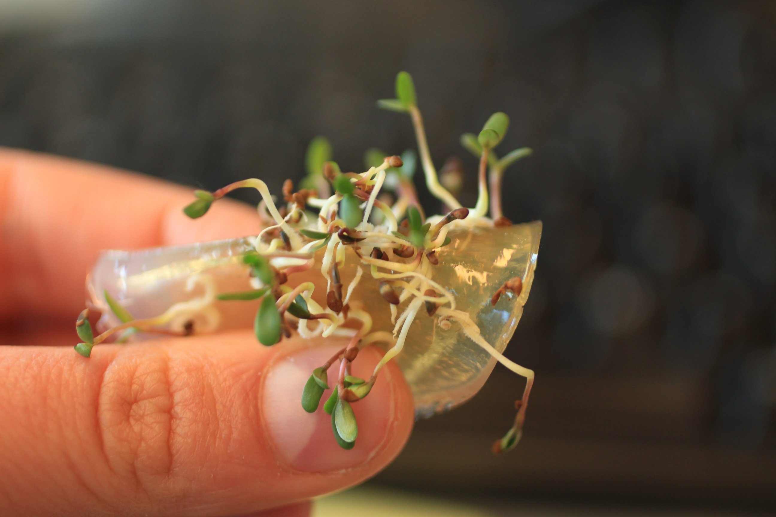 PHOTO: The Edible Growth project combines nature, science, technology and design.
