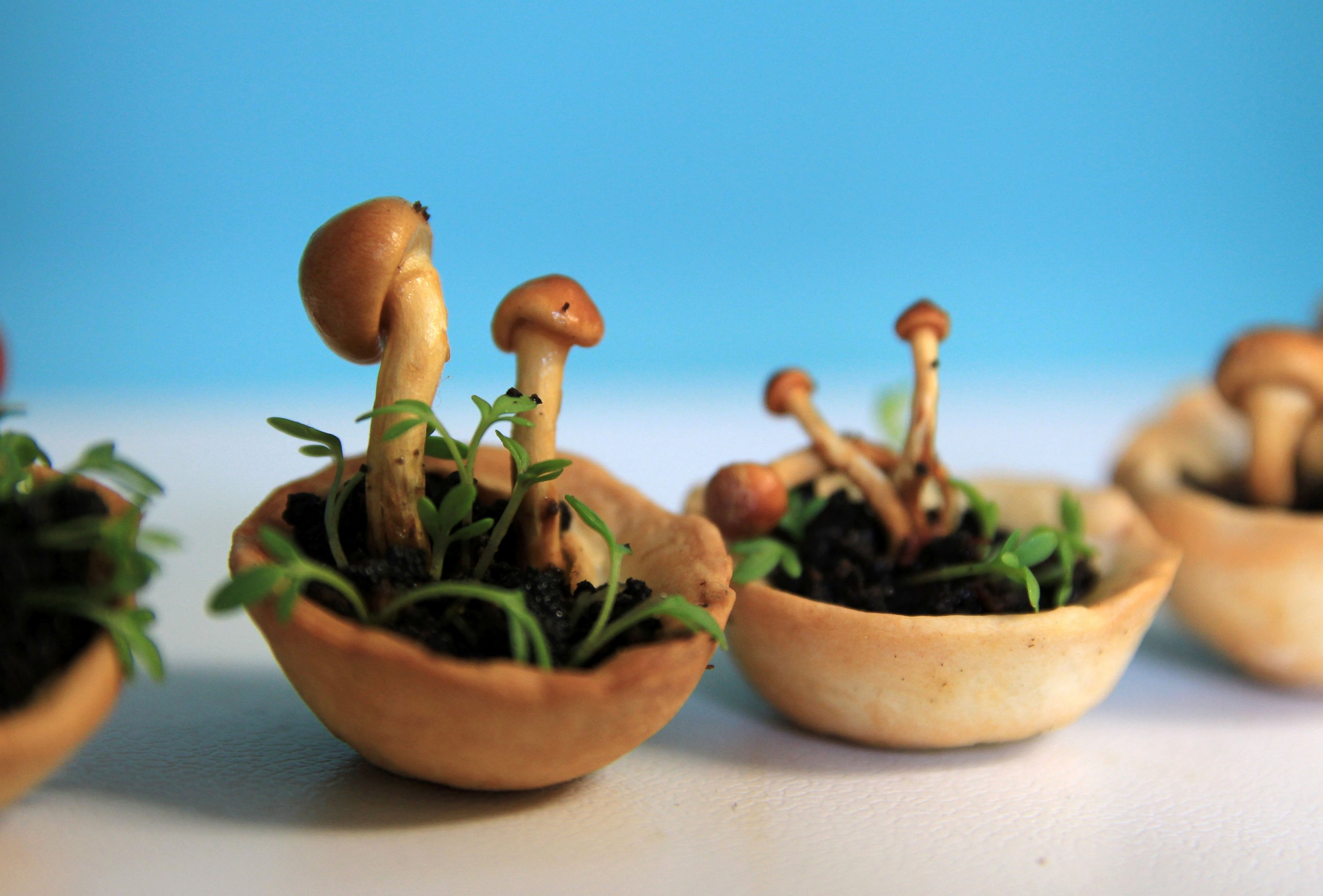 PHOTO: Chloe Rutzerveld designed the Edible Growth project to show 3D food can be healthy.
