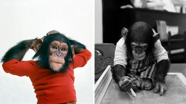 Project Nim Hbo Film Follows Chimp Raised Among Humans Abc News 