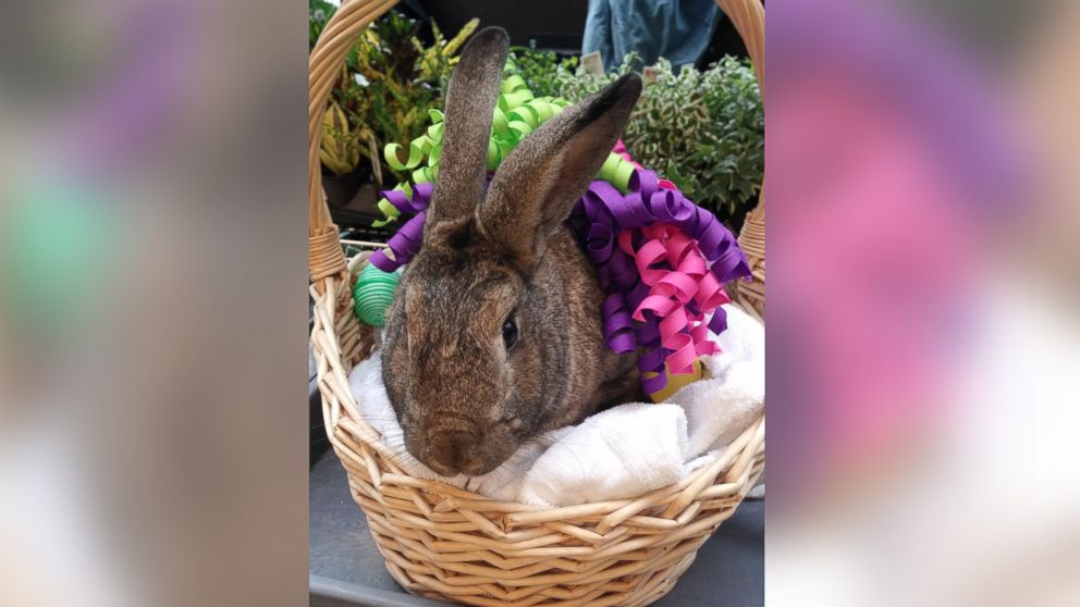 PHOTO: Therapy bunnies Nutmeg and Clovis visit patients for Bunny Day, a nondenominational springtime celebration at NYU Langone Medical Center, New York.