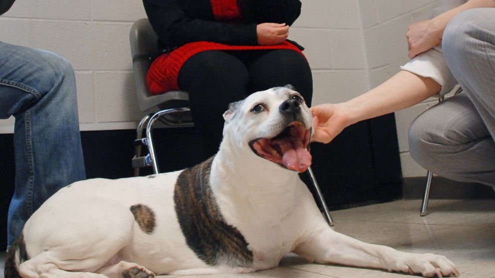 Sasha, a 12-year-old American bulldog, is in a clinical trial for a cancer drug that could potentially help humans.
