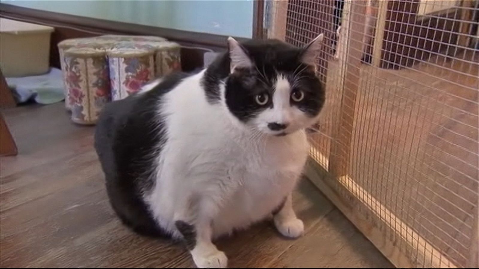 Obese New Jersey cat abandoned by owners tips scales at 33 pounds – New  York Daily News