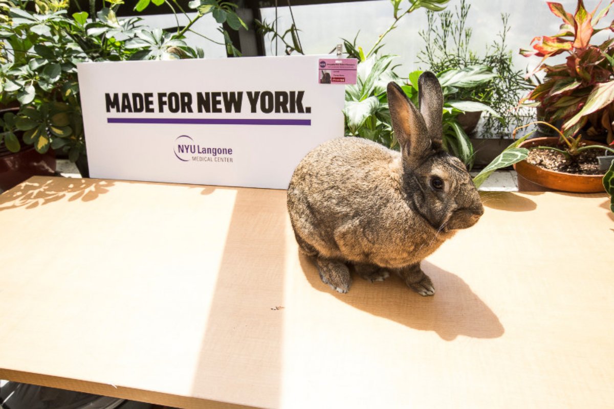 PHOTO: Clovis, a rescued rabbit, is one of two therapy bunnies as NYU Langone Medical Center.