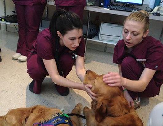 Therapy Dogs Provide Comfort to the Suffering in Boston Picture | Dogs ...