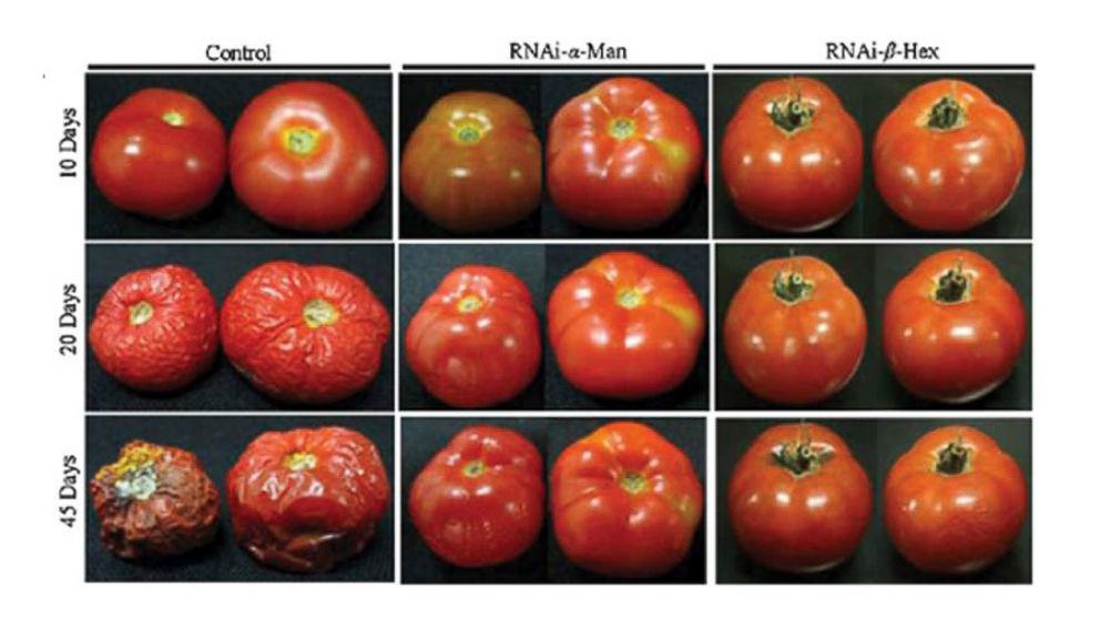 The Health Effects Of Gmo Foods Abc News 1301