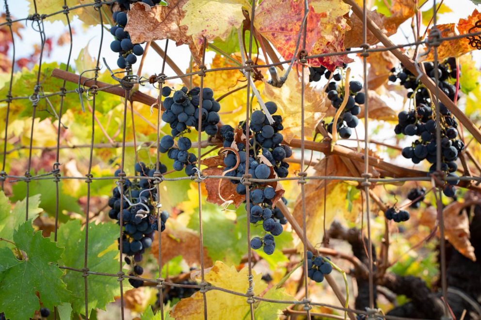 PHOTO: October marks not only fire season in California but also the peak of the grape harvest.
