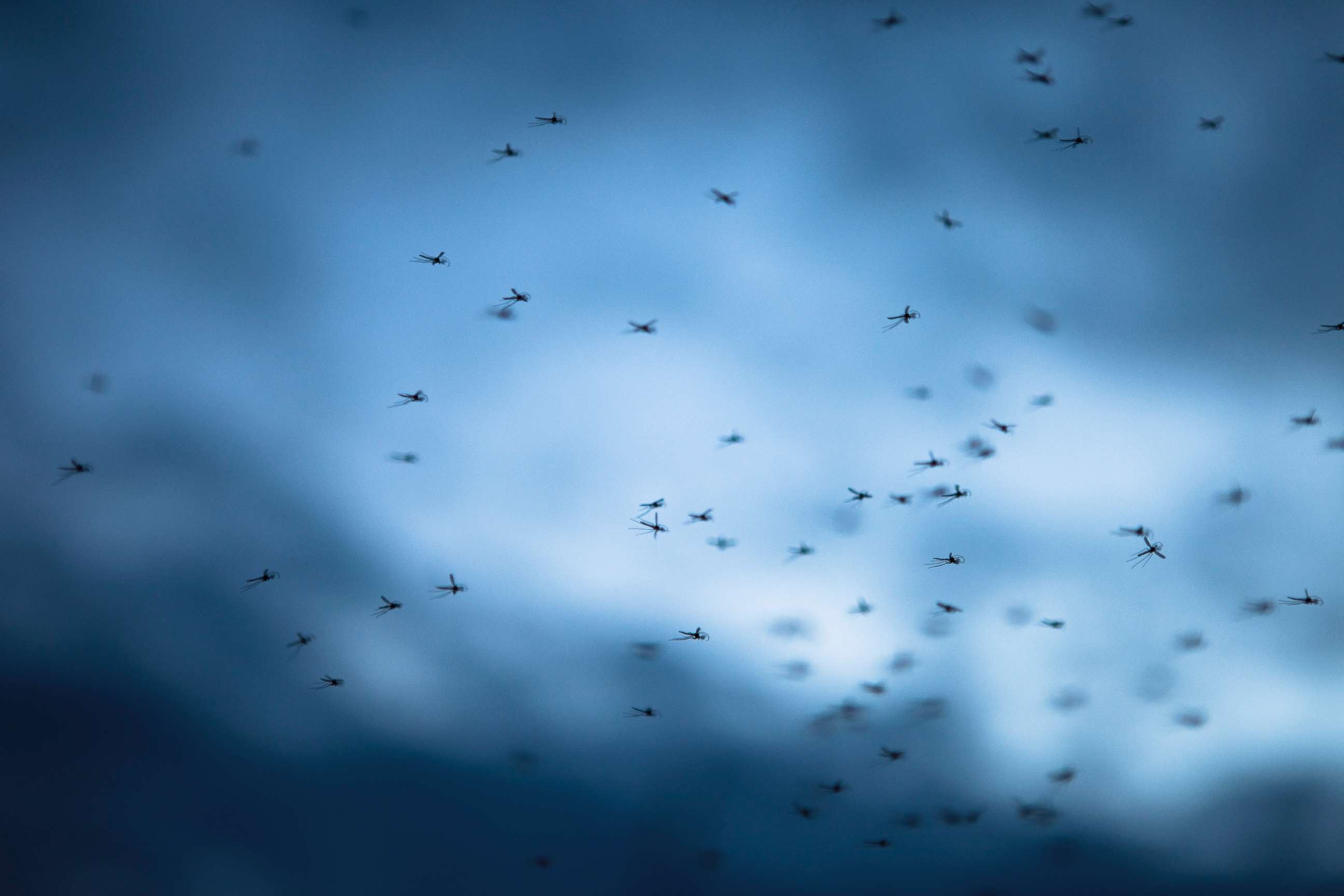 PHOTO: Mosquitoes are seen at dusk in this undated file photo.