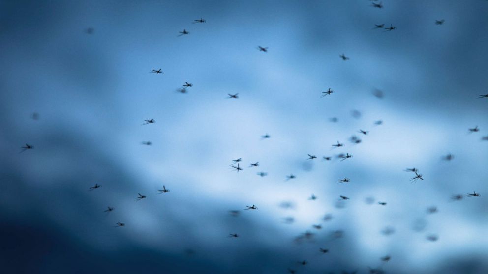 PHOTO: Mosquitoes are seen at dusk in this undated file photo.