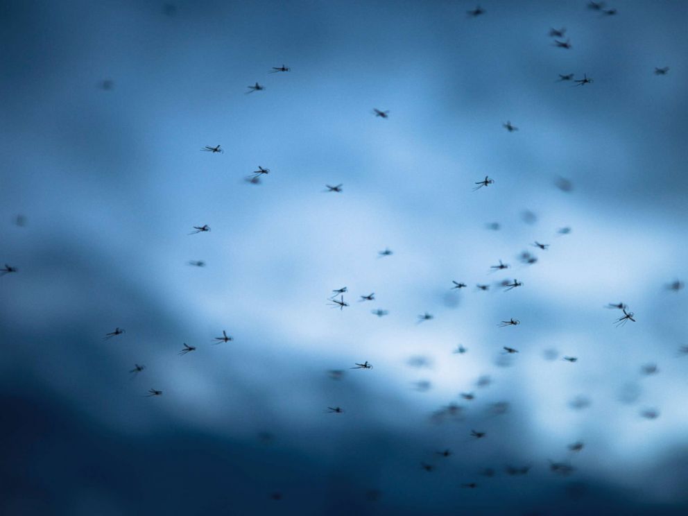 FL boy infected with first reported case of mosquito Keystone virus