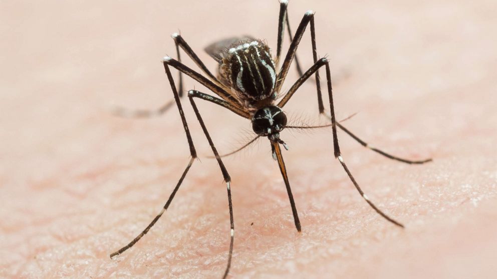 There’s a new mosquitoborne virus in town, and you may have it ABC News