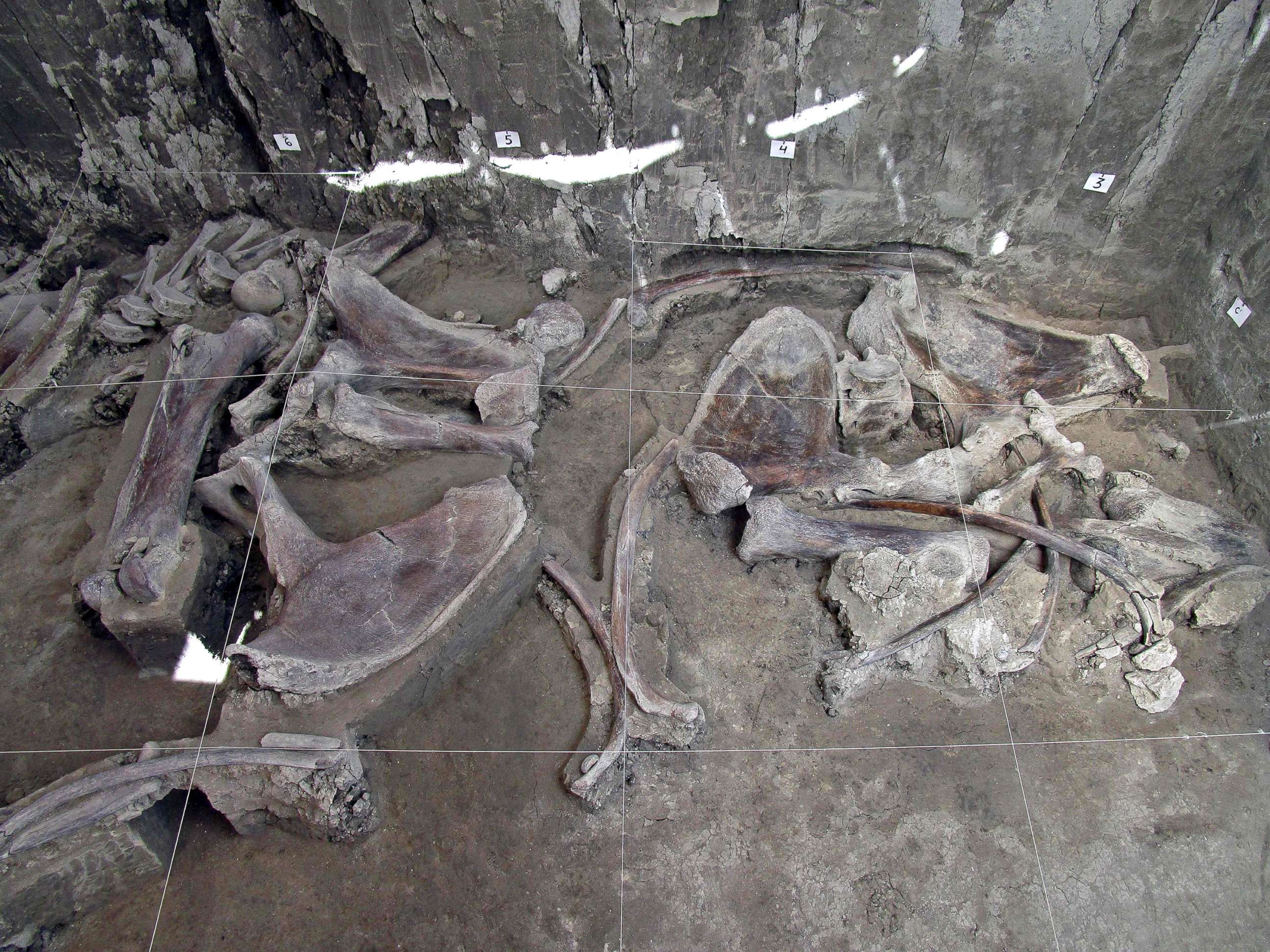 PHOTO: The bones of at least 14 mammoths bones were found in what is believed to be the first mammoth trap set by humans, in Tultepec, Mexico, in a photo released by Mexico's National Institute of Anthropology (INAH).