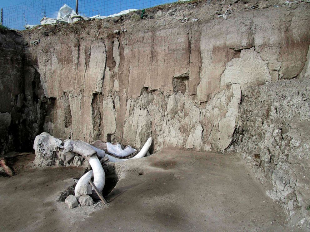 PHOTO: Mammoth bones found in what is believed to be the first mammoth trap set by humans, in Tultepec, Mexico, in a photo released by Mexico's National Institute of Anthropology (INAH).