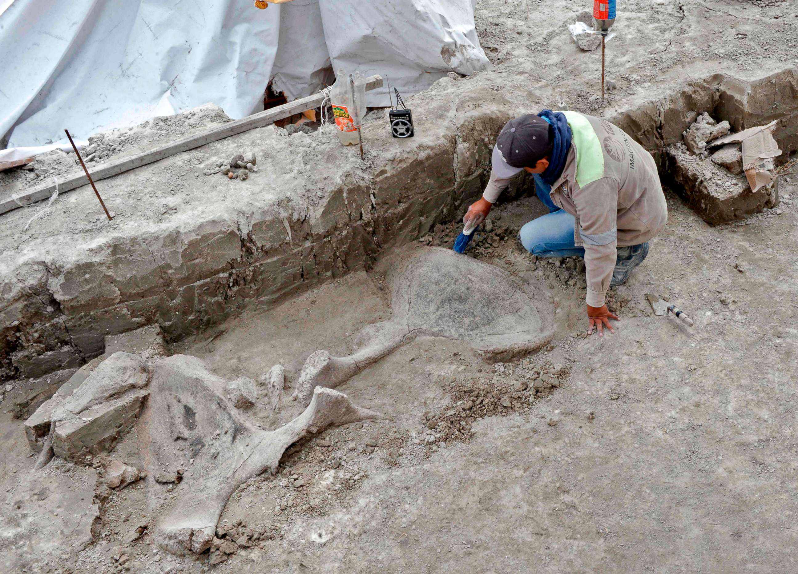 PHOTO: An expert works on mammoth bones found in what is believed to be the first mammoth trap set by humans, in Tultepec, Mexico, in a photo released by Mexico's National Institute of Anthropology (INAH).