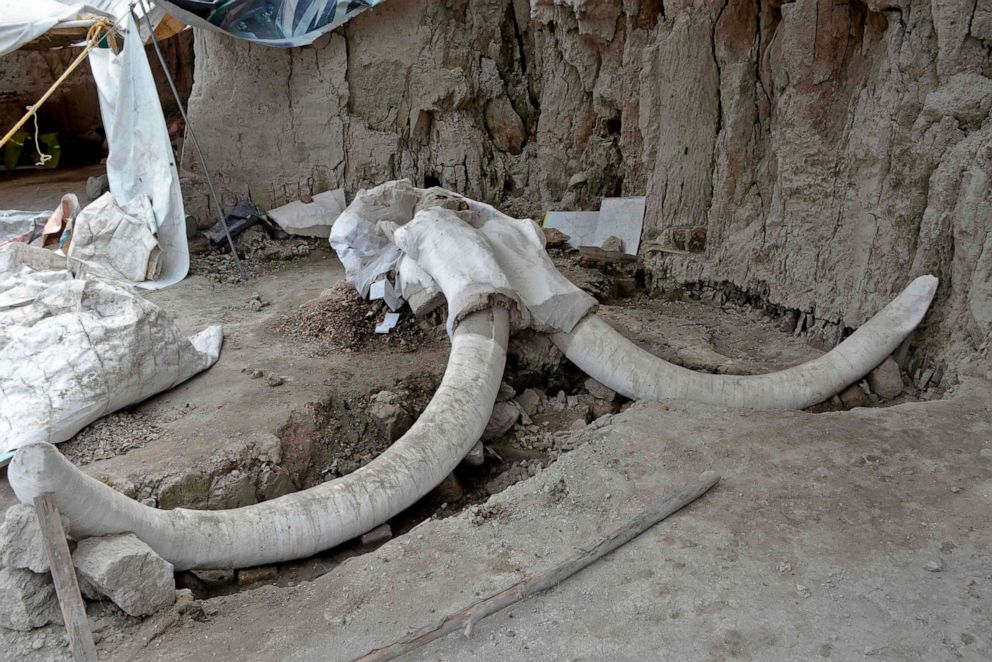 PHOTO: Mammoth bones found in what is believed to be the first mammoth trap set by humans, in Tultepec, Mexico, in a photo released by Mexico's National Institute of Anthropology (INAH).
