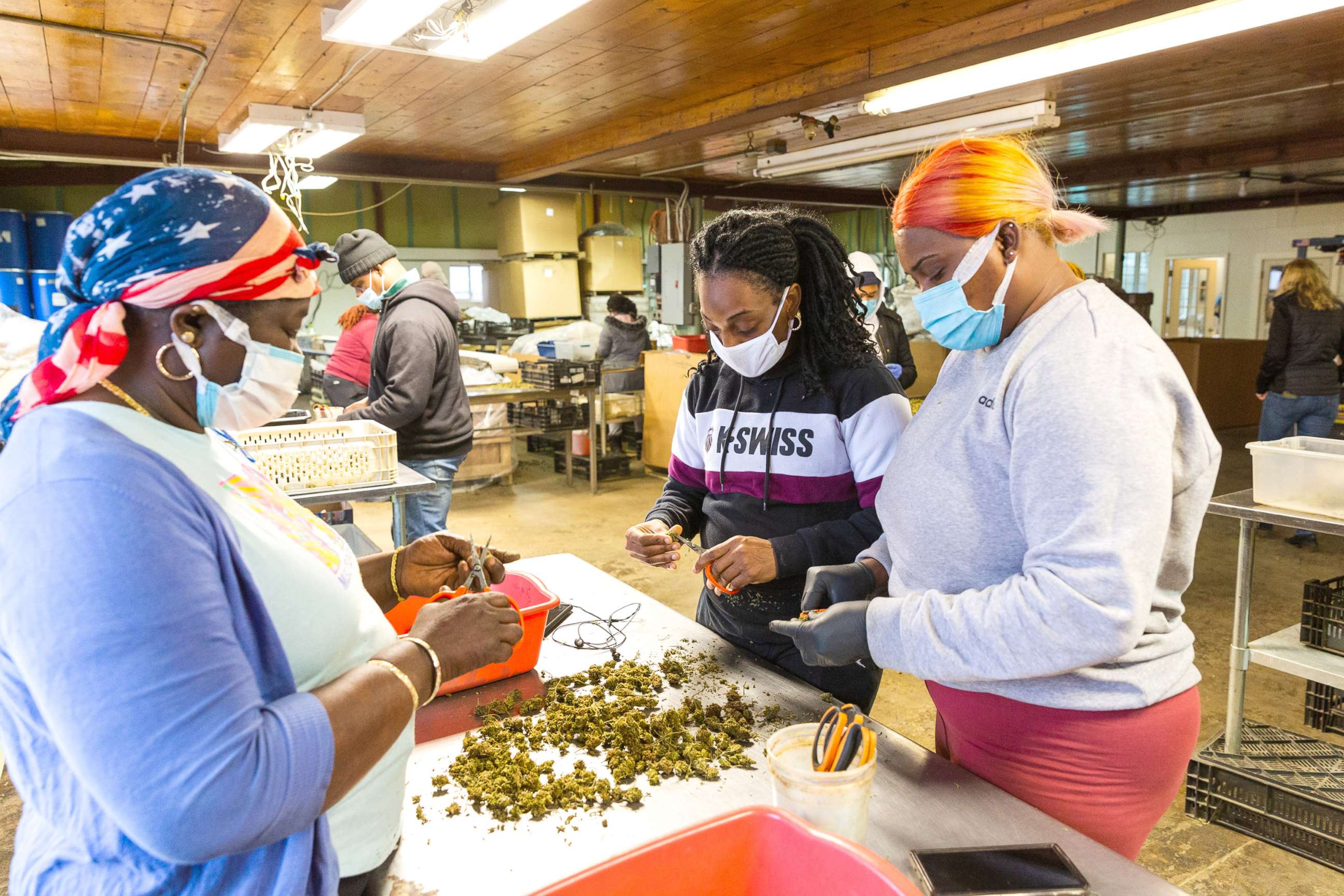 PHOTO: Workers trim the flowers of hemp plants at Hempire State Growers farm in Milton, N.Y., March 31, 2021.