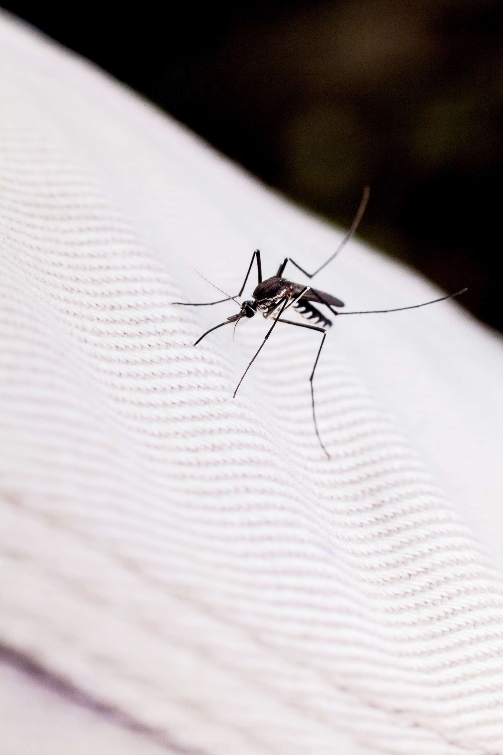 PHOTO: A mosquito is seen close-up in this undated stock photo.