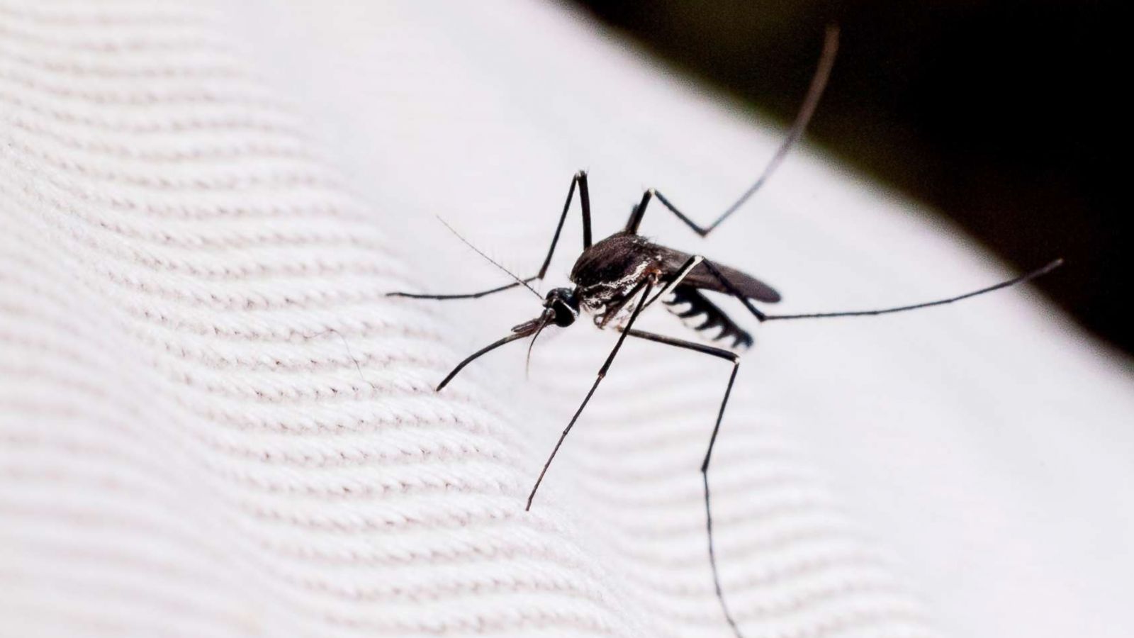How to get rid of a mosquito bite | Home remedies for mosquito bites –  Deseret News
