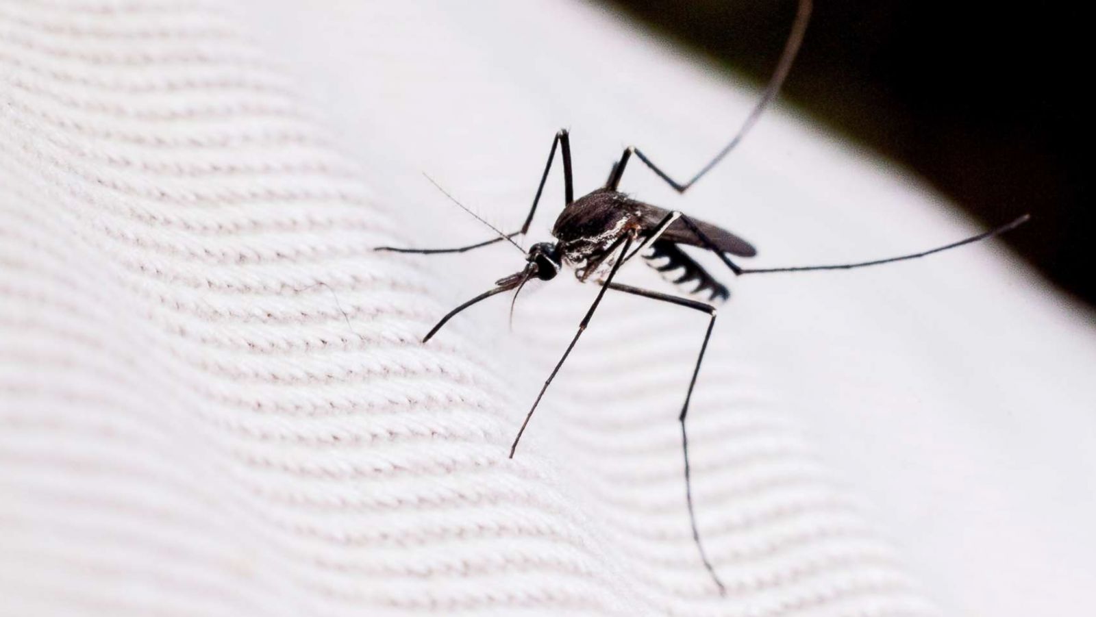 PHOTO: A mosquito is seen close-up in this undated stock photo.