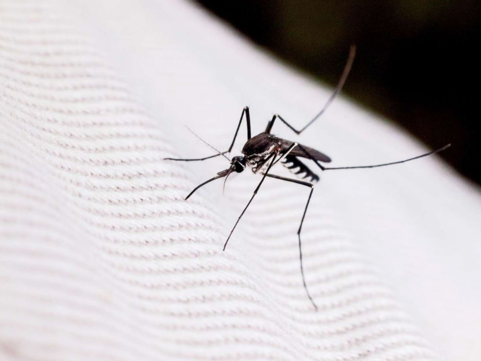 PHOTO: A mosquito is seen close-up in this undated stock photo.