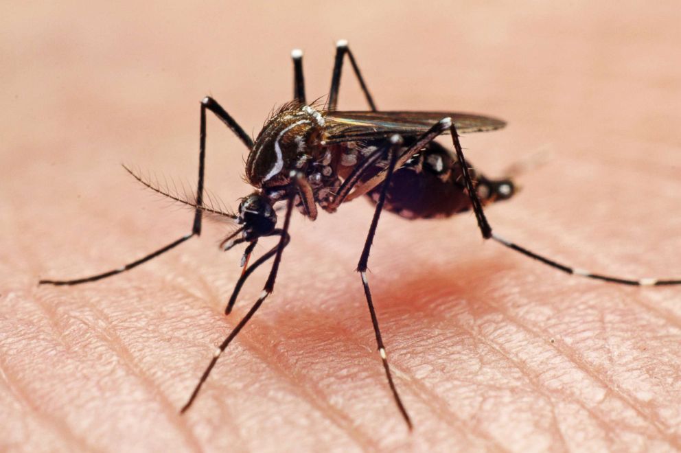 PHOTO: A mosquito is pictured biting a hand in this undated stock photo.