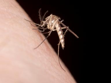 Los Angeles County reports a rare handful of local dengue cases