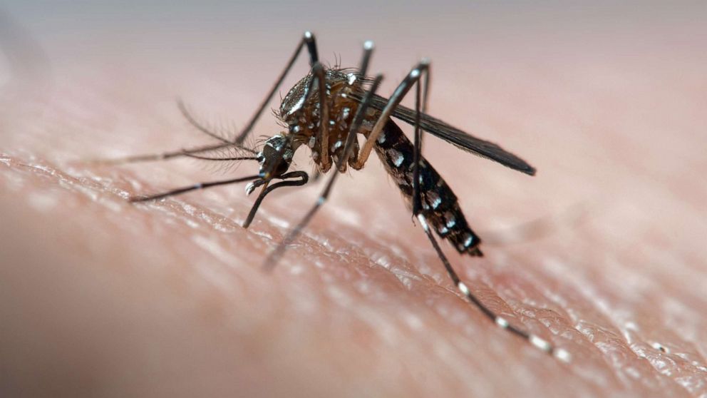 Almost half of the world’s population lives in an area with risk of dengue, according to the CDC.  