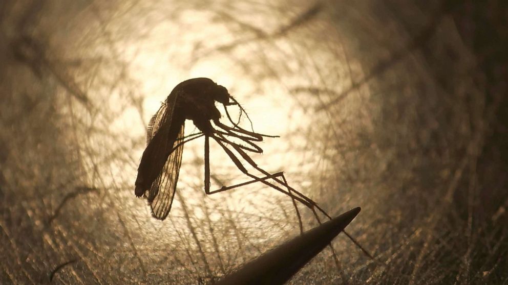 PHOTO: In this Aug. 26, 2019, file photo, Salt Lake City Mosquito Abatement District biologist Nadja Reissen examines a mosquito.