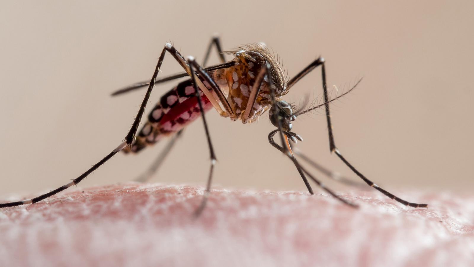 What to know about dengue fever as Florida reports 1st death and cases rise
