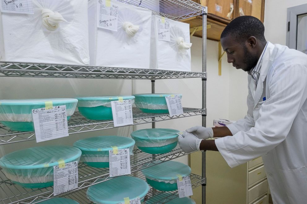 PHOTO: Genetically modified mosquitoes are cared for in aresearch laboratory in the sub-Saharan African nation of Burkina Faso, where, locked securely behind double metal doors, they hatched and grow to adulthood.