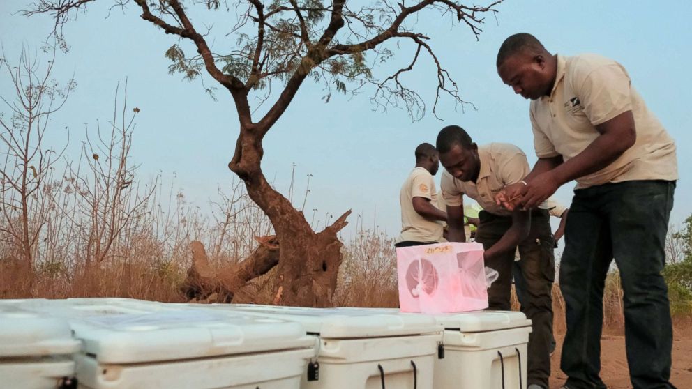 Scientists will release genetically-engineered mosquitoes in Africa to  fight malaria - ABC News