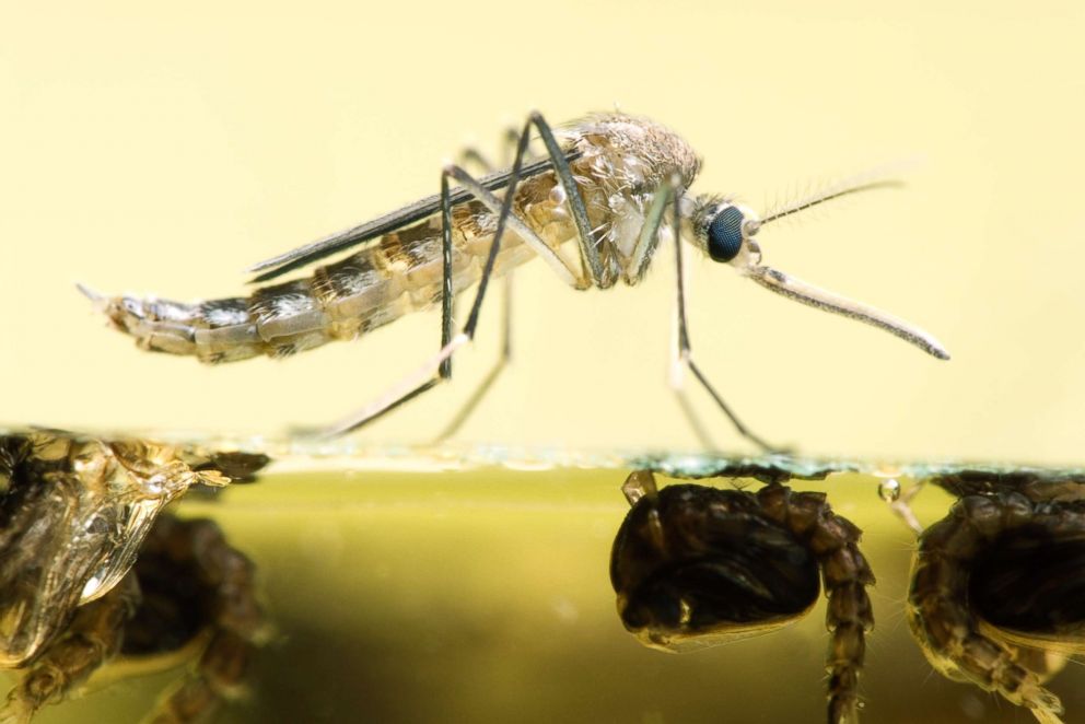 PHOTO: A close up shot of the common pest mosquito, Aedes vexans, resting on the water it just emerged from.