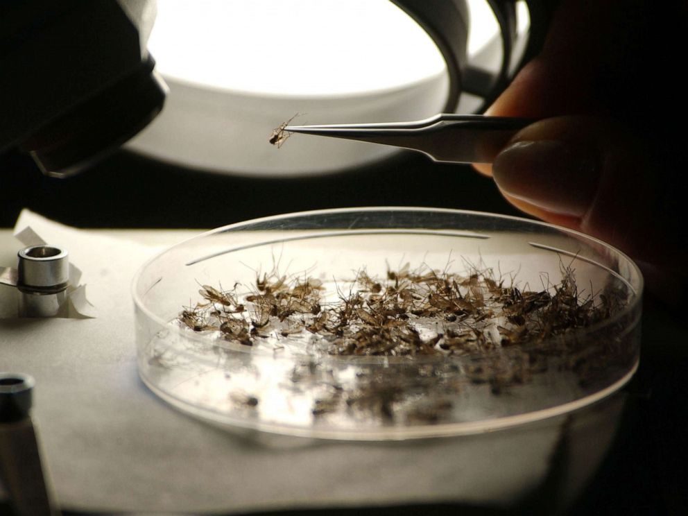 PHOTO: Entomologist Betsy Coes identifies mosquito species at Dragon Mosquito Control June 9, 2005 in Northampton, N.H.