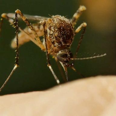 As mosquito-borne illnesses including West Nile virus, dengue and EEE spread across the U.S., experts explain how to tell them apart.