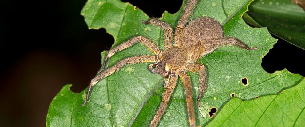 brazilian wandering spider grocery store