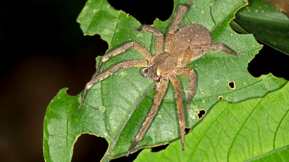 PHOTO: Brazilian Wandering Spider.